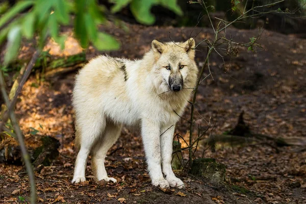 Wolf in het bos — Stockfoto