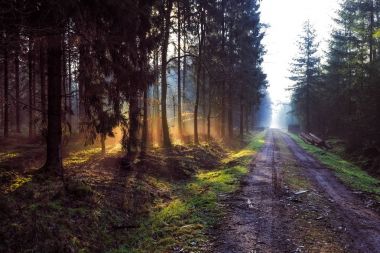 Sunrise Friedeburg yakınındaki ormanda