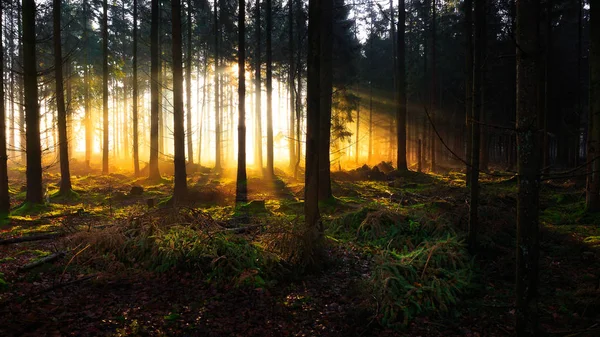Salida del sol en un bosque cerca de Friedeburg — Foto de Stock