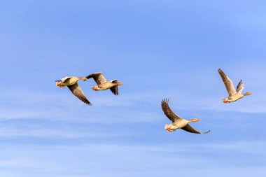 Sibirian Greylag goose in East Frisia clipart