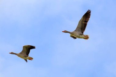 Sibirian Greylag goose in East Frisia clipart