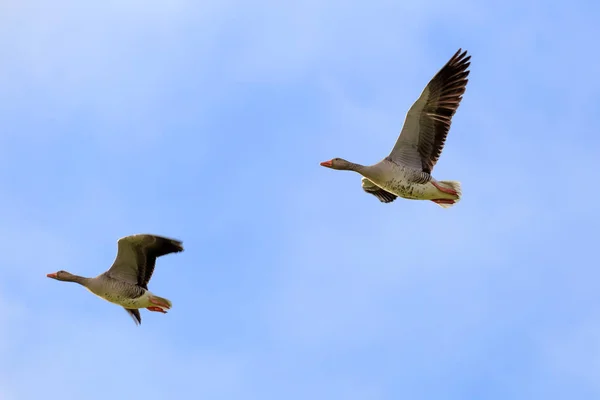 Sibirian Greylag goose in East Frisia — Stock Photo, Image