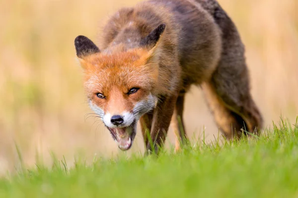 红狐狸附近希茨海尔斯 — 图库照片