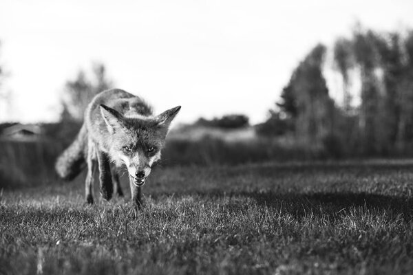 A red fox near the village Hirtshals