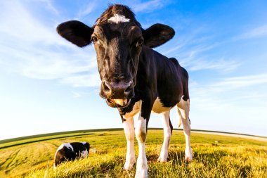İnekler bir dike içinde East Frisia üzerine