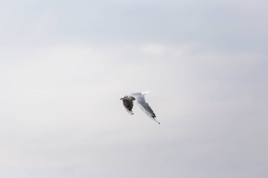 Kuzey Denizi üzerinde uçan seagll