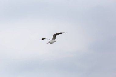 Kuzey Denizi üzerinde uçan seagll