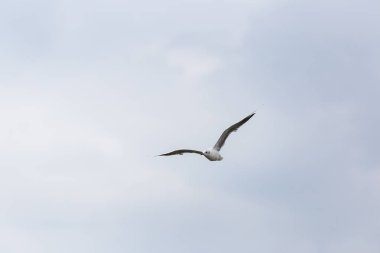 Kuzey Denizi üzerinde uçan seagll