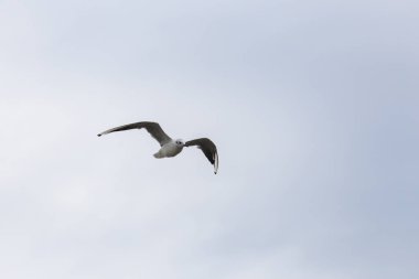 Kuzey Denizi üzerinde uçan seagll