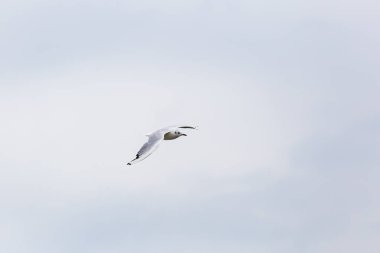 Kuzey Denizi üzerinde uçan seagll