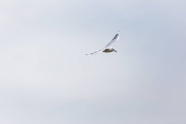 Kuzey Denizi üzerinde uçan seagll