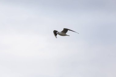 Kuzey Denizi üzerinde uçan seagll