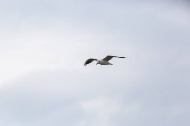 Kuzey Denizi üzerinde uçan seagll