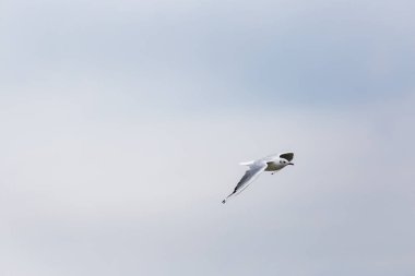 Kuzey Denizi üzerinde uçan seagll