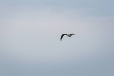 Kuzey Denizi üzerinde uçan seagll