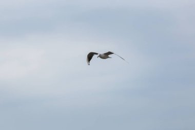 Kuzey Denizi üzerinde uçan seagll