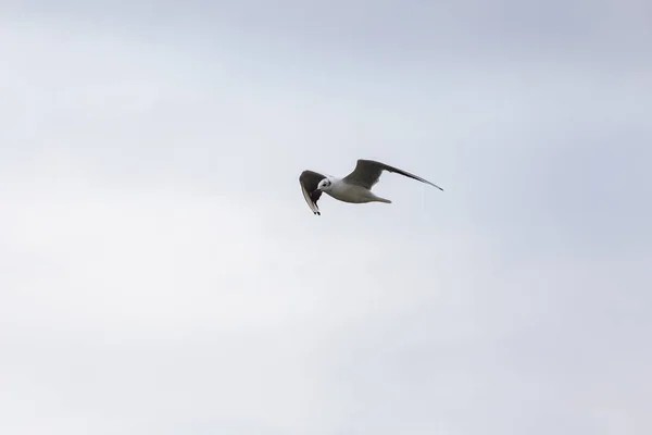 Летающая чайка над северным морем — стоковое фото