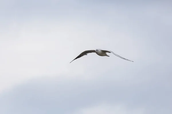 Gaviota voladora sobre el mar del norte — Foto de Stock