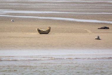 Foklar kumsal Tegeler plaka üzerinde