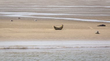Foklar kumsal Tegeler plaka üzerinde