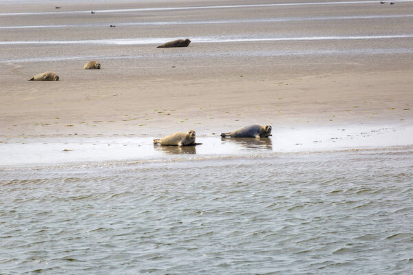 Harbor seals on the sandbank Tegeler Plate