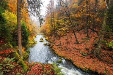 Sakson İsviçre Ulusal Parkı Kamnitz Gorge