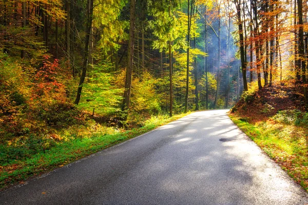 Лесная дорога осенью — стоковое фото