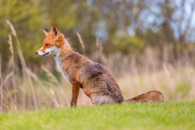 Wild red fox near HIrtshals clipart