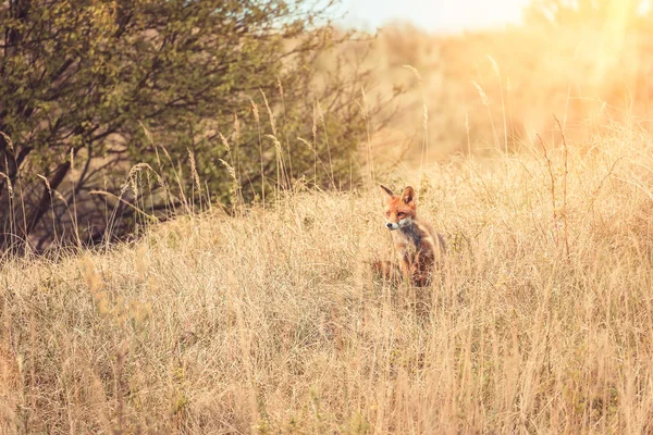 Dziki red fox w pobliżu Hirtshals — Zdjęcie stockowe