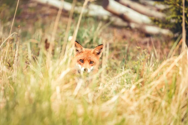 Wild red fox near HIrtshals — Stock Photo, Image
