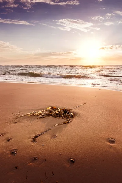 Stranden vid Hirtshals — Stockfoto