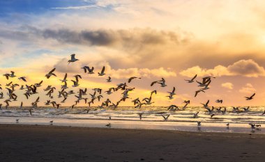 Flying birds at a beach on a sunny afternoon clipart