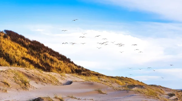 Vogels op het strand in de buurt van Blavand — Stockfoto