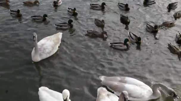 Feeding swans and ducks. — Stock Video