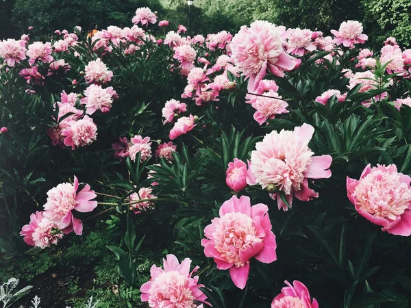 Deniz, dalgalar ve mavi gökyüzü ile manzara