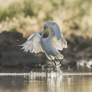 Garceta danzando sobre el agua