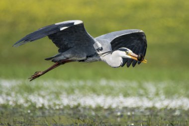 Garza'yı gerçek y triton