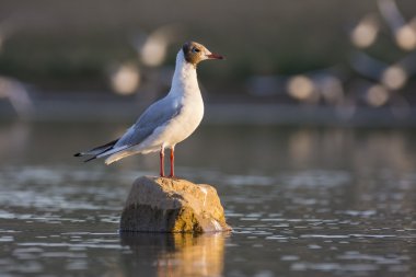 Gaviota esperando al amanecer