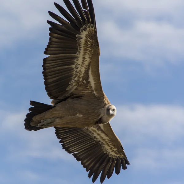 Buitre mirando en camara — Stockfoto