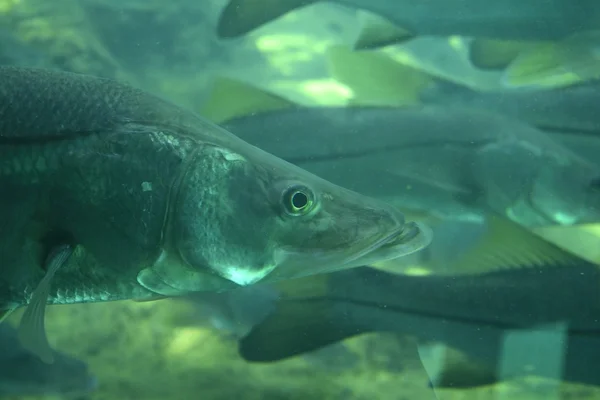 Common Snook nadando en los manantiales —  Fotos de Stock