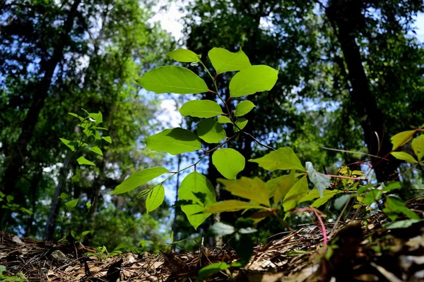 Een plant boven aan een grot — Stockfoto