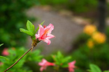  Pembe açelya çiçek ve bud