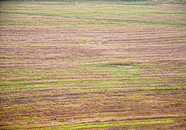 Textura de grama verde e amarela de um campo — Fotografia de Stock