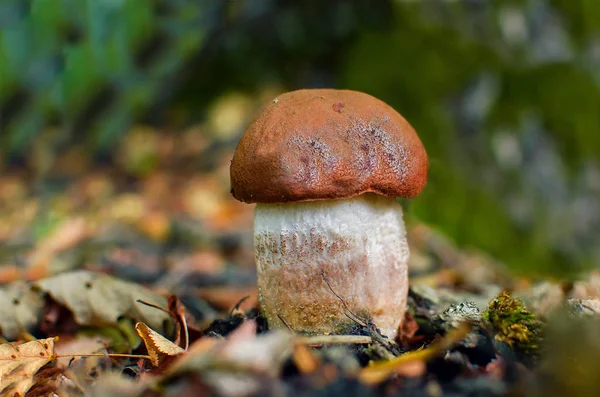Boleto. Cep funghi che crescono nella foresta autunnale — Foto Stock
