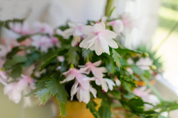 Pembe Noel kaktüs veya tatil kaktüs