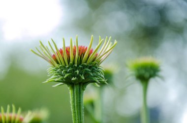 Canlı Pembe çiçek tomurcuk ve yeşil yaprakları 