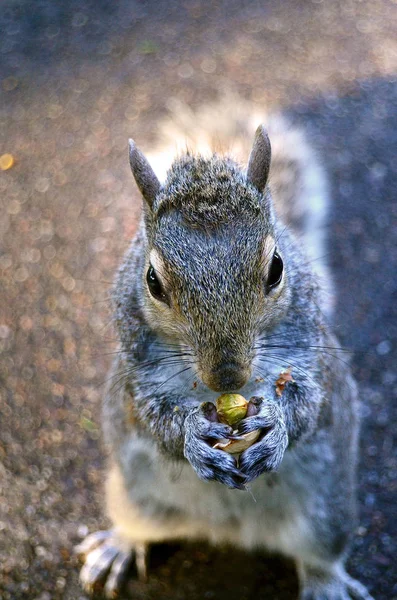 Esquilo lindo comendo uma noz — Fotografia de Stock