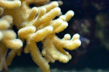 okyanus güzel tropik mercan