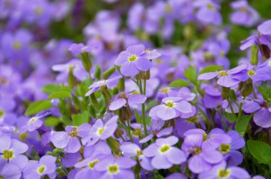 Mavi çiçekler flowerbed doku arka plan
