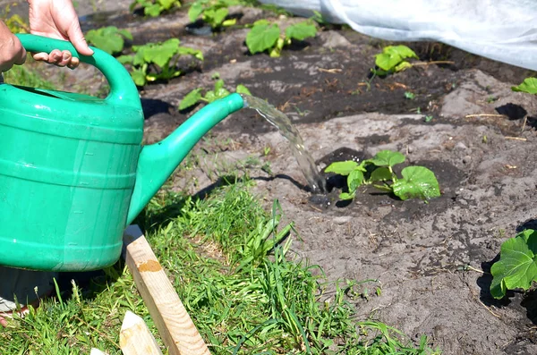 Trädgårdsskötsel Sommaren Vattna Växter Med Vatten Pott — Stockfoto